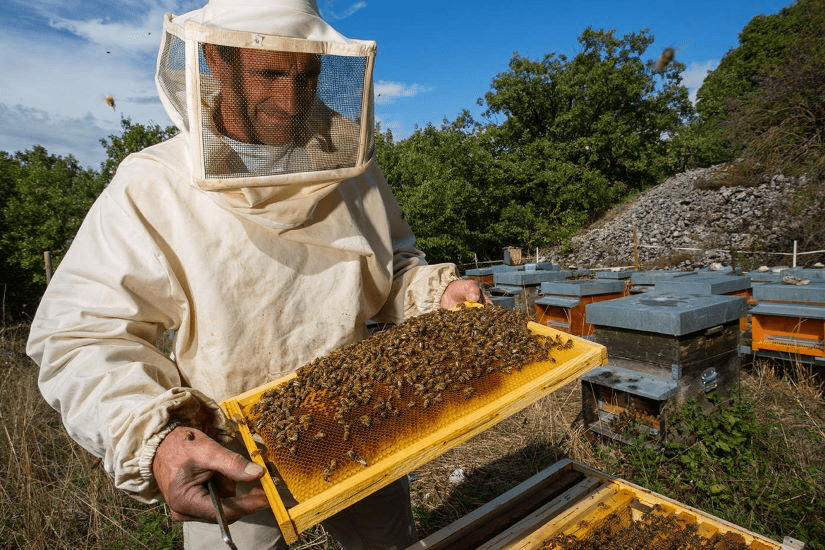 [НИИДПО] Сборник курсов о пчеловодстве