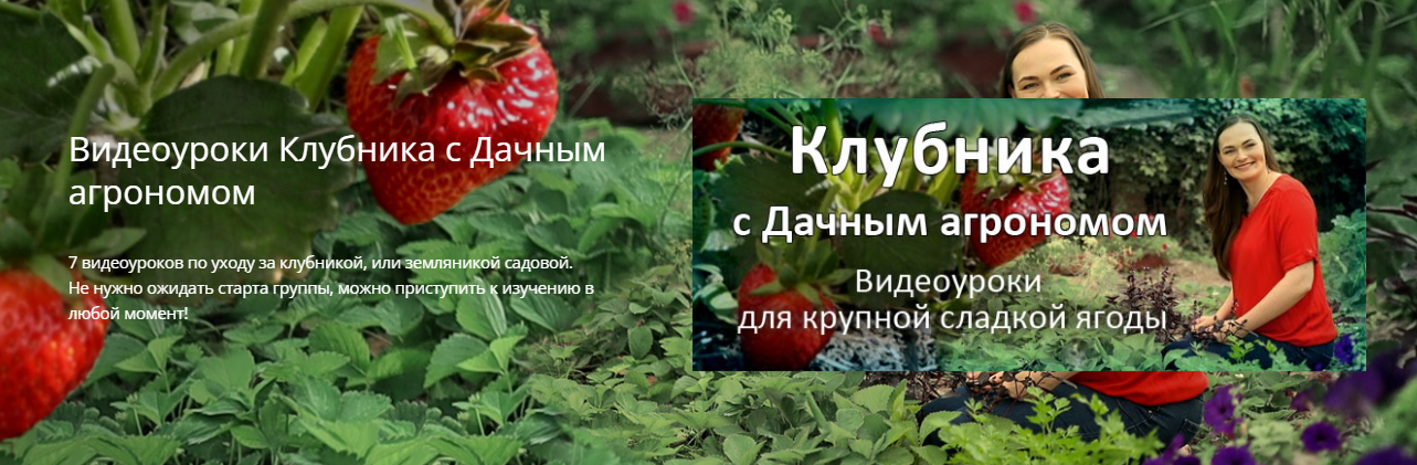  [Дачный агроном] Видеоуроки Клубника от А до Я